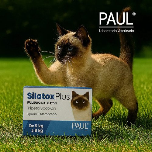 Pipeta Silatox Plus Gatos Felino 5 A 8kg Pulgas Garrapatas Azul - Image 3