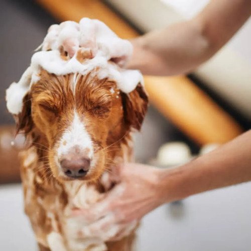 Shampoo Para Perros Formula Macdonald Con Gel Y Fragancia Neutra De 200 Gr - Image 2