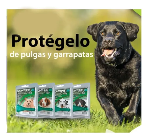 Pipeta Frontline Plus Perro Hasta 10 Kg Pulgas Y Garrapatas Frontline Plus Hasta 10 Kg - Imagen 3